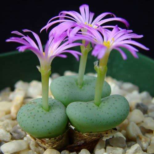 5 Conophytum wettsteinii Seeds - Succulent Indigenous Mesemb - Combined Global Shipping