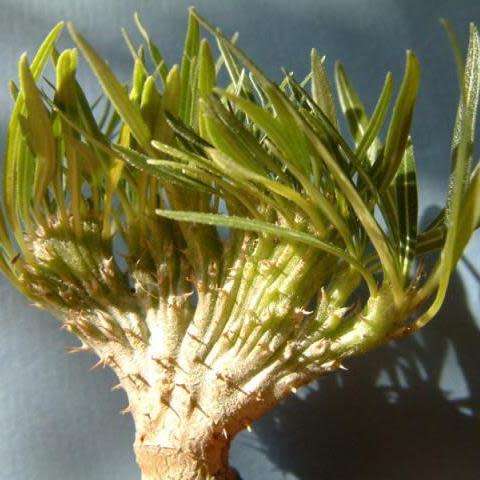 Pachypodium rosulatum gracilis - Isalo Elephants Foot Seeds - Madagascan Succulent