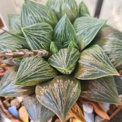 Haworthia M.H Hybrid Seeds - Rare Indigenous South African Endemic Succulent - Global Delivery