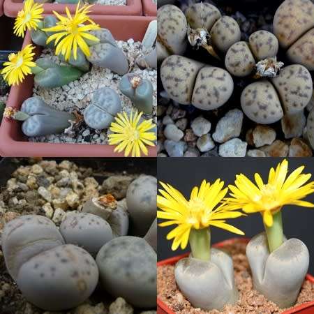 Lithops dinteri Mixed Forms Seeds - Stoneplants Indigenous Endemic Succulent Mesemb - Global Ship