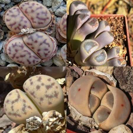 Lithops dinteri Mixed Forms Seeds - Stoneplants Indigenous Endemic Succulent Mesemb - Global Ship