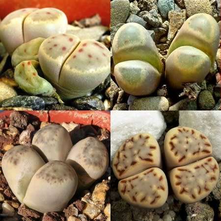 Lithops dinteri Mixed Forms Seeds - Stoneplants Indigenous Endemic Succulent Mesemb - Global Ship