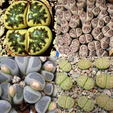 Lithops dinteri Mixed Forms Seeds - Stoneplants Indigenous Endemic Succulent Mesemb - Global Ship
