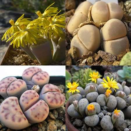 Lithops dinteri Mixed Forms Seeds - Stoneplants Indigenous Endemic Succulent Mesemb - Global Ship