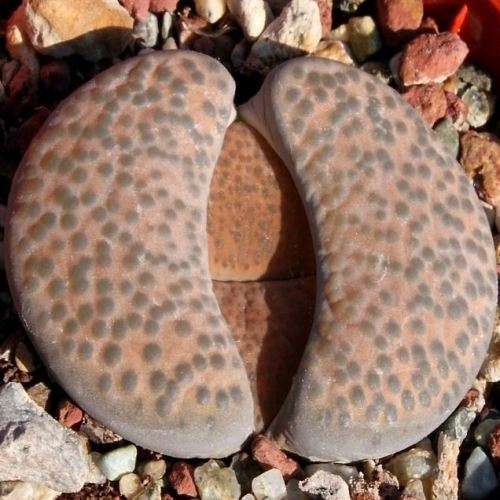 10 Lithops fulviceps var fulviceps lydiae Seeds - Indigenous Endemic Succulent Mesemb Global Del
