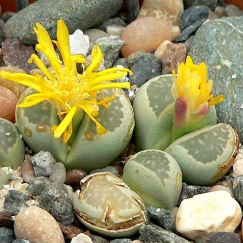 Lithops hallii ssp hallii Seeds - Stoneplants - Indigenous Endemic Succulent Mesemb - Combined Ship