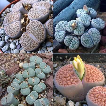 10 Lithops hookeri Mixed Forms Seeds - Beeskloutjies Inheemse Vetplant Succulent Mesemb - Global Del
