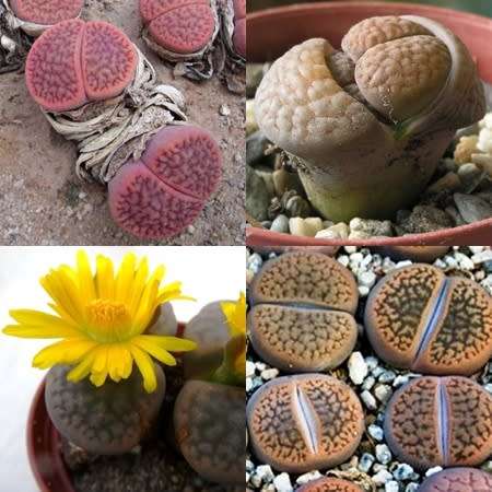 10 Lithops hookeri Mixed Forms Seeds - Beeskloutjies Inheemse Vetplant Succulent Mesemb - Global Del