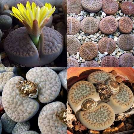 10 Lithops hookeri Mixed Forms Seeds - Beeskloutjies Inheemse Vetplant Succulent Mesemb - Global Del