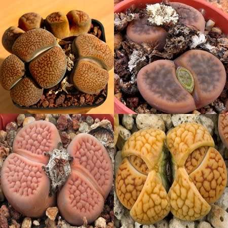 10 Lithops hookeri Mixed Forms Seeds - Beeskloutjies Inheemse Vetplant Succulent Mesemb - Global Del