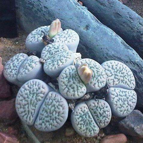 Lithops hookeri susannae Seeds - Indigenous Endemic Succulent Mesemb - Combined Global Ship