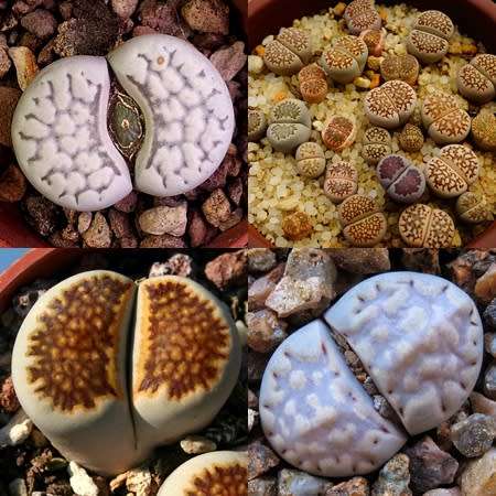 Lithops julii Mixed Forms Seeds - Living Stones Indigenous Endemic Succulent Mesemb - Combined Ship