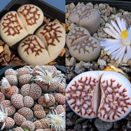 Lithops julii Mixed Forms Seeds - Living Stones Indigenous Endemic Succulent Mesemb - Combined Ship