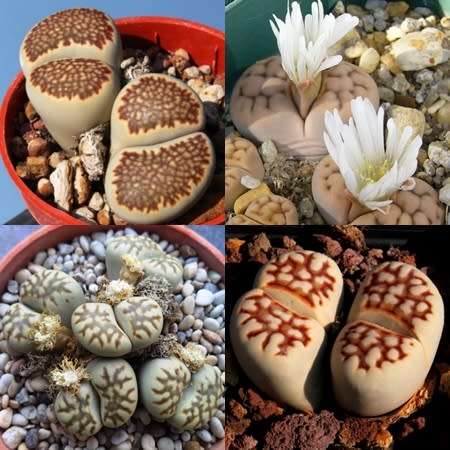 Lithops julii Mixed Forms Seeds - Living Stones Indigenous Endemic Succulent Mesemb - Combined Ship