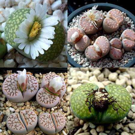 Lithops julii Mixed Forms Seeds - Living Stones Indigenous Endemic Succulent Mesemb - Combined Ship