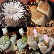 Lithops julii Mixed Forms Seeds - Living Stones Indigenous Endemic Succulent Mesemb - Combined Ship