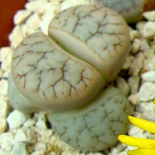Lithops pseudotruncatella ssp pseudotruncatella var pseudotruncatella Seeds - Succulent Mesemb