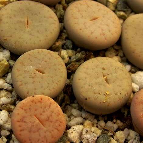 Lithops pseudotruncatella ssp pseudotruncatella var riehmerae Seeds - Succulent Mesemb