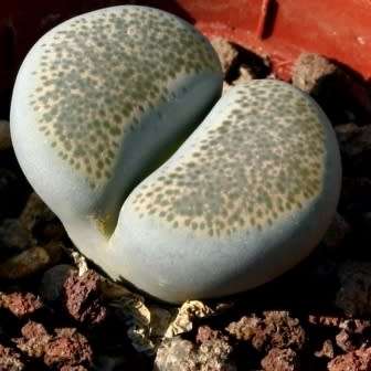 Lithops terricolor Seeds - Stoneplant Indigenous Endemic Succulent Mesemb - Combined Worldwide Ship