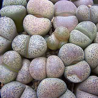 Lithops terricolor Seeds - Stoneplant Indigenous Endemic Succulent Mesemb - Combined Worldwide Ship