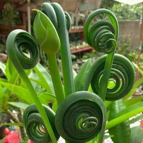 5 Albuca spiralis Seeds - Corkscrew Albuca - Indigenous Medicinal Perennial Bulb -Flat Ship Rate