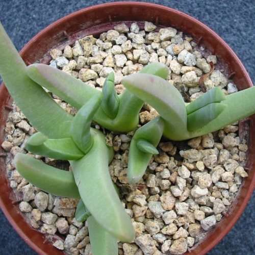 5 Cheiridopsis cuprea Seeds - Indigenous Succulent Mesemb - Combined Global Shipping