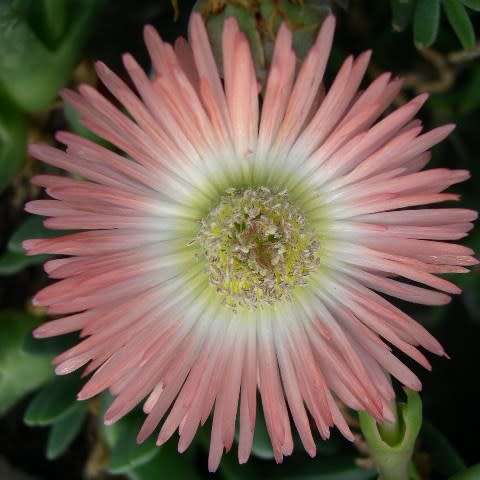 5 Cheiridopsis cuprea Seeds - Indigenous Succulent Mesemb - Combined Global Shipping