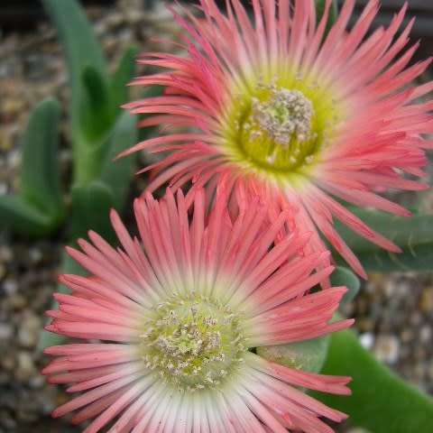 5 Cheiridopsis cuprea Seeds - Indigenous Succulent Mesemb - Combined Global Shipping