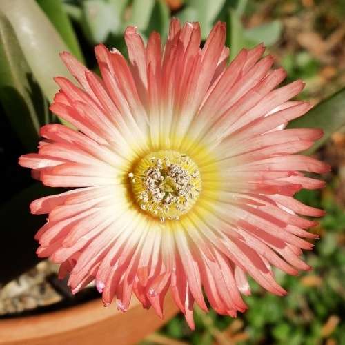 5 Cheiridopsis cuprea Seeds - Indigenous Succulent Mesemb - Combined Global Shipping