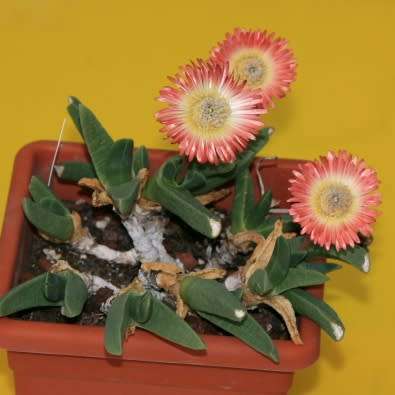5 Cheiridopsis cuprea Seeds - Indigenous Succulent Mesemb - Combined Global Shipping