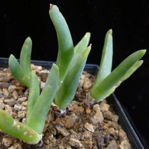 5 Cheiridopsis cuprea Seeds - Indigenous Succulent Mesemb - Combined Global Shipping