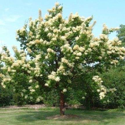 5 Pekin Lilac or China Snow (Syringa pekinensis) Tree Seeds - Exotic Frost Hardy