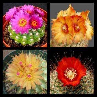 20 Parodia Species Finest Cactus Mix Seeds + Get FREE seeds with ALL orders- Exotic Succulents Cacti
