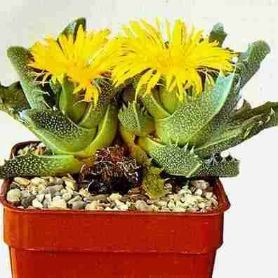5 Faucaria tigrina Seeds - Indigenous South African Mesemb - Succulents From South Africa
