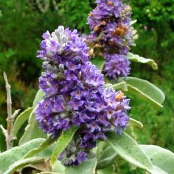 10 Buddleja salviifolia Seeds - Sagewood - Indigenous Shrub - Medicinal Herb attracts Butterflies
