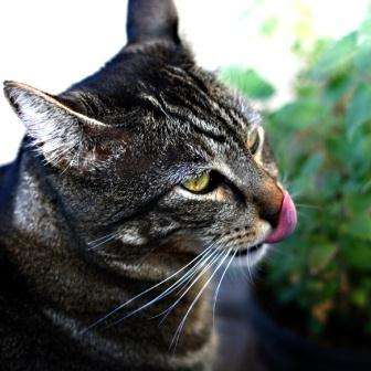 50+ Catnip Seeds ~ Nepeta cataria Seeds ~ True Catnip, Catmint - Herb Seeds