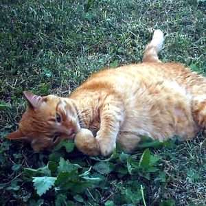 Catnip Seeds ~ Nepeta cataria Seeds ~ True Catnip, Catmint - Bulk Herb Seeds