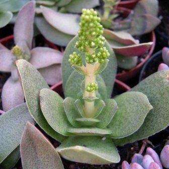 5 Crassula pseudohemisphaerica Seeds - Indigenous Succulents - Worldwide Combined Shipping