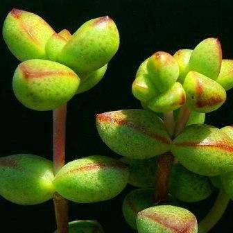 Crassula brevifolia Seeds - Indigenous South African Succulents - Buy Seeds for Succulents