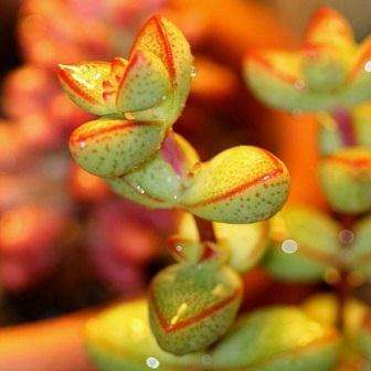 10+ Crassula brevifolia Seeds - Indigenous South African Succulent Seeds For Sale