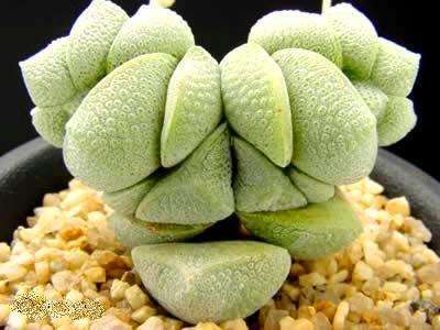 Crassula deceptor Seeds - Indigenous South African Native Succulent Seeds from Africa
