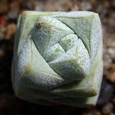 10 Crassula deceptor Seeds - Indigenous South African Native Succulent Seeds from Africa