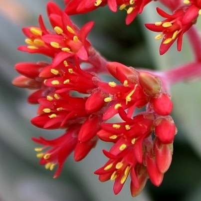Crassula perfoliata var. minor Seeds - Propeller Plant - Indigenous South African Succulent