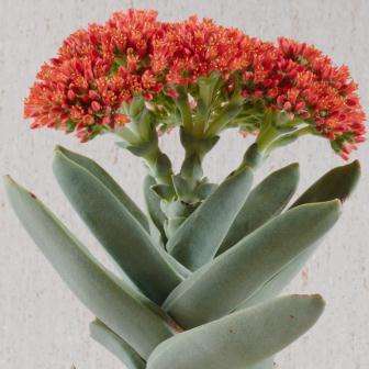Crassula perfoliata var. minor Seeds - Propeller Plant - Indigenous South African Succulent