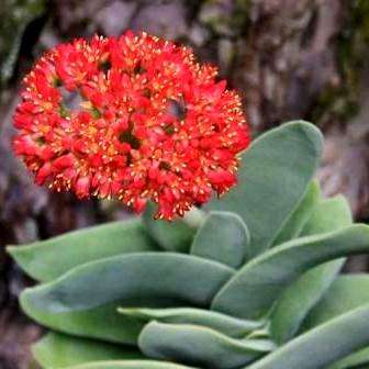 5 Crassula perfoliata var. minor Seeds - Propeller Plant - Indigenous South African Succulent