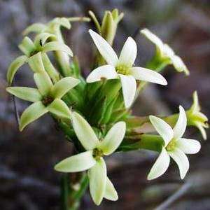 5 Crassula fascicularis Seeds + Get FREE Seeds with ALL Orders - Indigenous South African Succulent