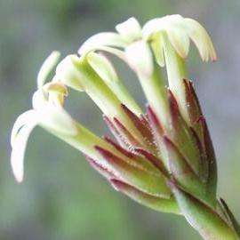20 Crassula fascicularis Seeds + Get FREE Seeds with ALL Orders - Indigenous South African Succulent
