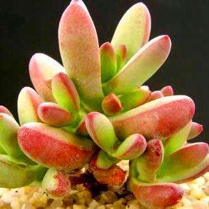Crassula nudicaulis Seeds + Get FREE Seeds with ALL Orders - Indigenous South African Succulent