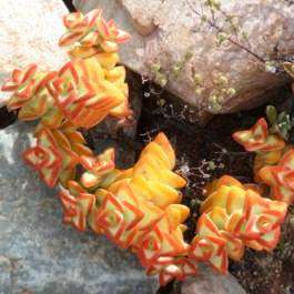 5 Crassula rupestris, Kebab Bush Seeds + Get FREE Seeds with ALL Orders - Indigenous to South Africa