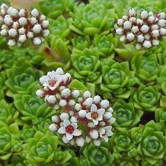 Crassula setulosa Seeds + Get FREE Seeds with ALL Orders - Indigenous South African Succulent